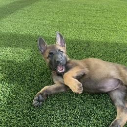 Belgian Malinois Puppies from Care 2 Protect