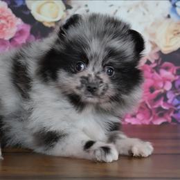 Unique - Blue merle female Pomeranian puppy in Fultonville, New York from Sandy Aussies & Pomeranians
