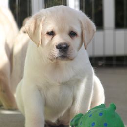 Labrador Retriever Puppies from Infinity Labradors