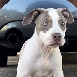 Girl 2 - Lilac Spots - American Bully puppy in Florida from Formidabull Kennels