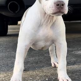Girl 2 - Lilac Spots - American Bully puppy in Florida from Formidabull Kennels