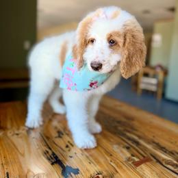 Charlotte (Lottie) - Red Parti - Red female Bernedoodle puppy in Lookout, California from Remington Kennels, LLC