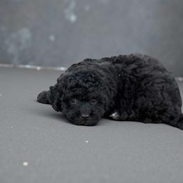 Coal - Black male Havapoo puppy in Bowling Green, Kentucky from Denise Clark