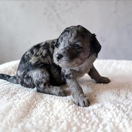 Hashbrown - Blue merle male Aussiedoodle puppy in Sparta, Missouri from Sis' Doodles & Poodles