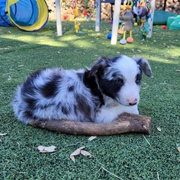 Pluto - Blue merle Border Collie puppy in Morgan, Texas from Shooting Star Ranch