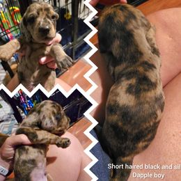 Dachshund puppies from Living Hope Dobies and Doxies