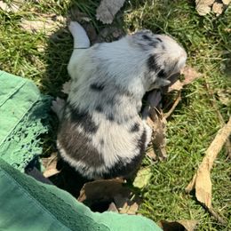 Blossom - Blue merle female Border Collie puppy in Richfield, Ohio from Stone Garden Border Collies