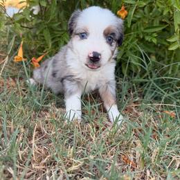 Monster - male Miniature Australian Shepherd puppy in Godley, Texas from Bradley Kennels