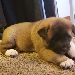 Akita Puppies from Mizuki Akita LLC.