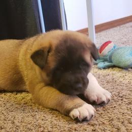 Akita Puppies from Mizuki Akita LLC.