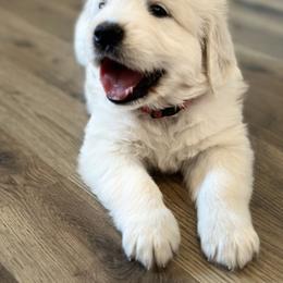 Golden Retriever and Labrador Retriever Puppies from Golden Bundles