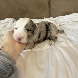 Boy 3 - Blue merle male Assorted Doodle Crosses puppy in Sturtevant, Wisconsin from Raising Doodles