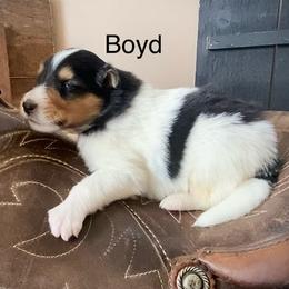 Boyd - White male Collie puppy in Hinckley, Minnesota from Rusty Spur Collies