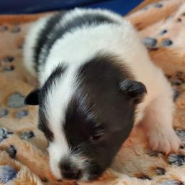 Rowdy - Black parti male Pomeranian puppy in Bellevue, Iowa from Fluffy Wonders Poms and Doodles
