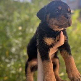 Rottweiler Puppies from Fantasy Kennel