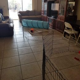 Poodle Puppies from Semper Poodelis