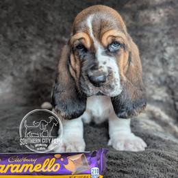 Caramello - Black brown and white male Basset Hound puppy in Talbotton, Georgia from Southern City Bassets