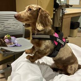 Minnie - Dachshund