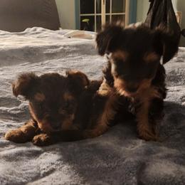 Boy 1 - Black and tan male Yorkshire Terrier puppy in Madison, North Carolina from Angie's Yorkies