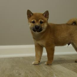 Shiba Inu Puppies from Veronika's Shiba Inus