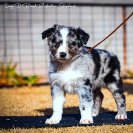 Fraser - Blue merle male Australian Shepherd puppy in Pima, Arizona from Lazy D Ranch Australian Shepherds