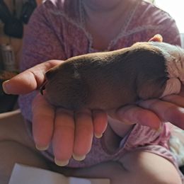 Boston Terrier Puppies from M&Bs Boston Terriers