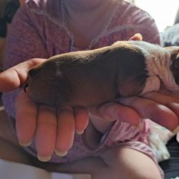 Boston Terrier Puppies from M&Bs Boston Terriers