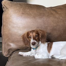 Dachshund All Grown Up from Dix n’ Dot Dachshunds
