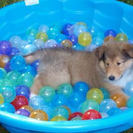Collie Puppies from Winterberry Collies