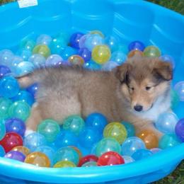 Collie Puppies from Winterberry Collies