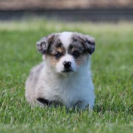 Oak - Blue merle and white male American Corgi puppy in Scio, Oregon from Abundant Joy Corgis