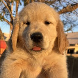 Golden Retriever Puppies from Loposky Goldens