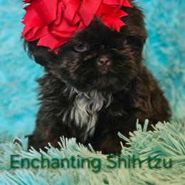 Akc Ready now,  Chip,1300 - Liver and white male Shih Tzu puppy in Dexter, Kentucky from Enchanting Shih tzu