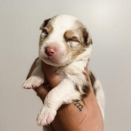 Milky AKC - Red merle male Australian Shepherd puppy in Polk City, Florida from Skaky Shepherds