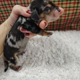 Dachshund Puppies from Witchy Woman’s Wiener’s