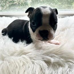 Boy five - Black brindle and white male Boston Terrier puppy in Georgia from KD’s K9 Oasis