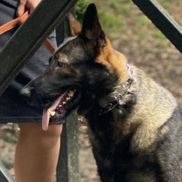 German Shepherds from Precision Kennels