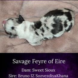 Savage Feyre of Eire - Blue merle and white female Cardigan Welsh Corgi puppy in Plymouth, Iowa from Savages Low riders