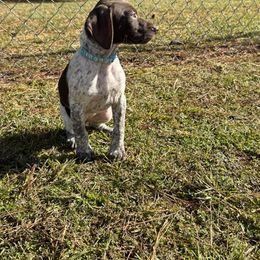 German Shorthaired Pointer Puppies from Nakeyta Morgan