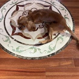 Cavalier King Charles Spaniel and Companion Cross All Grown Up from Bluffroads Cavaliers and Chiliers