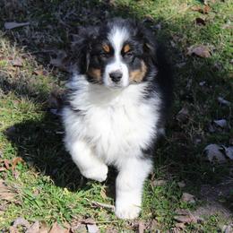 Owen - Black tri-color male Australian Shepherd puppy in Kansas, Oklahoma from Windy G Farm