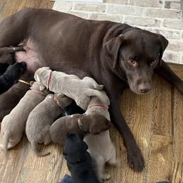 Dilute Retriever Puppies from Weathervane Labs