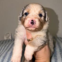Alfredo - Blue merle male Australian Shepherd puppy in Anniston, Alabama from All Hale Aussies