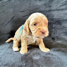 Zeb - Golden male Cockapoo puppy in Adrian, Oregon from ApplebyFarm