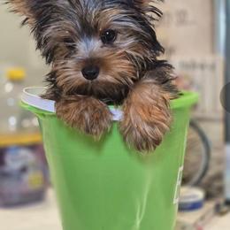Gizmo - Black and tan male Yorkshire Terrier puppy in Conyers, Georgia from Furrever Puppy Co.