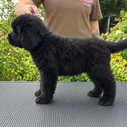 Orange Collar - Black male Newfoundland puppy in New York from Johnson Farms