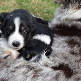 Australian Shepherd Puppies from Glacier Aussies