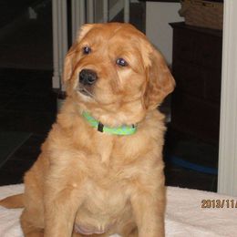 Golden Retriever Puppies from HighRoller Golden Retrievers