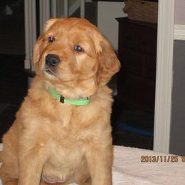 Golden Retriever Puppies from HighRoller Golden Retrievers