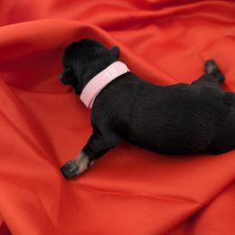 Girl 1 - female Miniature Schnauzer puppy in Cumming, Georgia from Bella Pups LLC